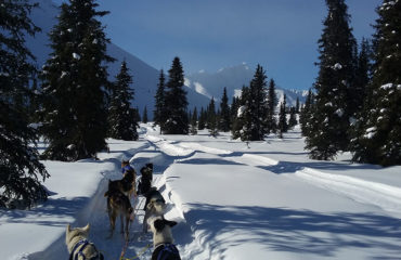 Dog sledding - Winter travel
