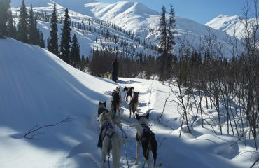 Dog sledding Yukon