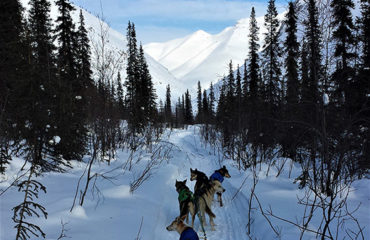 Dog sledding Yukon
