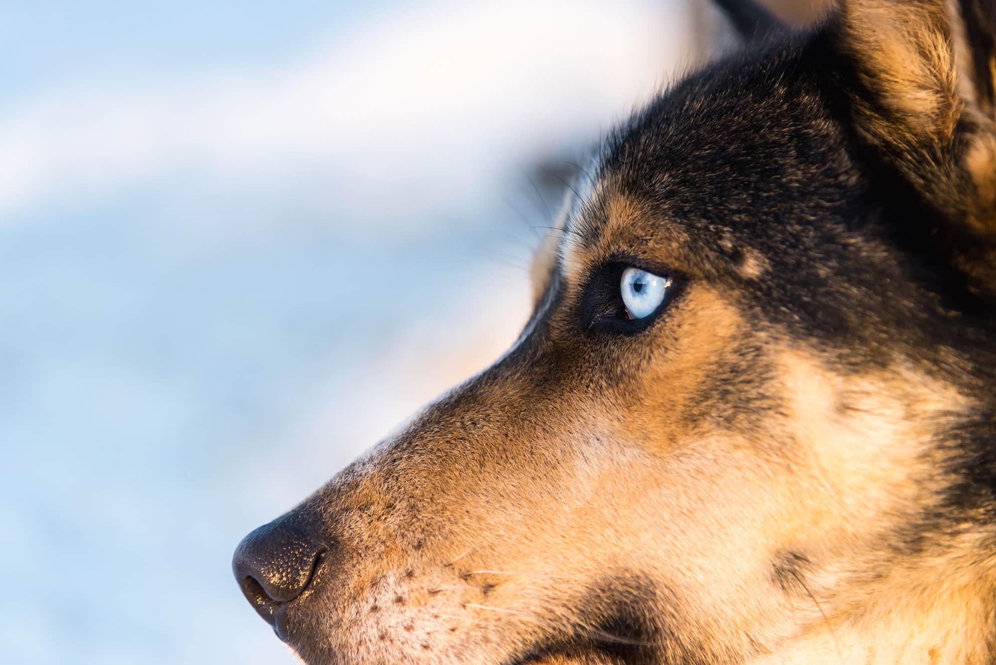 Dog sledding: Blue eyed Husky