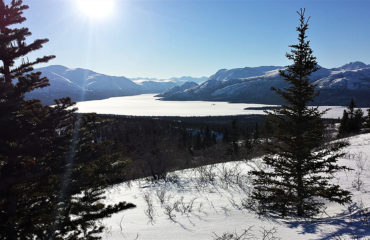 Dog sledding: Yukon winter scenery