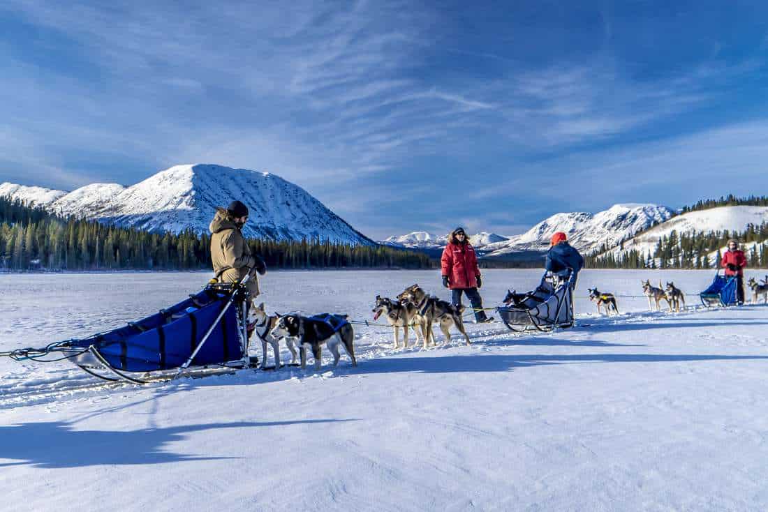 Dog Sledding in the mountains