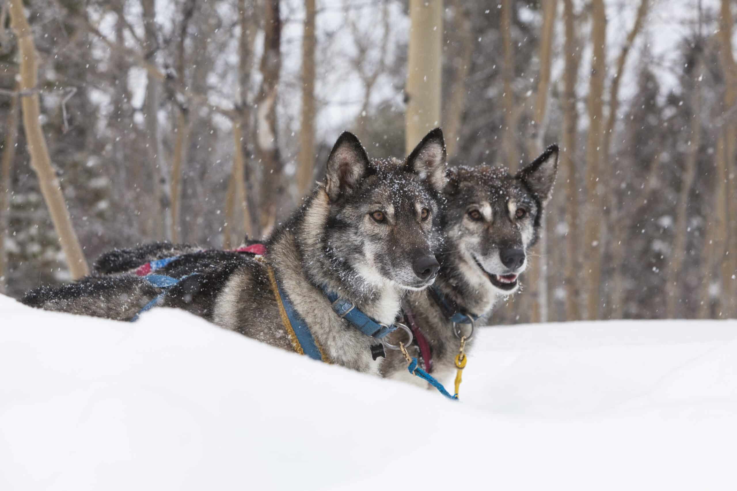 Dog Sledding - Friendly sled dogs