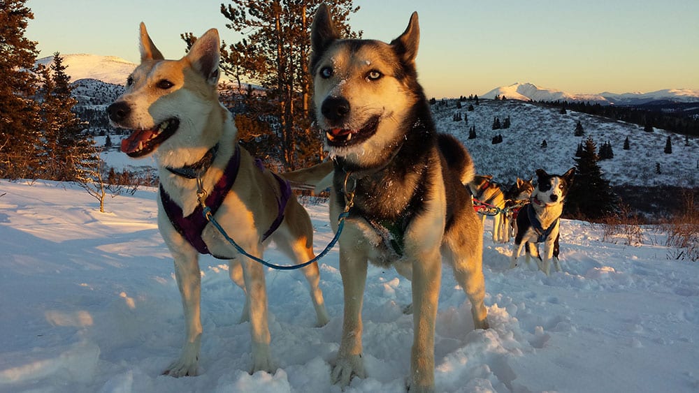 yukon-sled-dogs-team-sunset-portrait